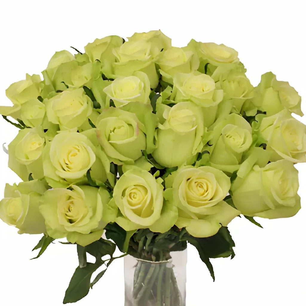 Jade Roses Standard - alternative 1