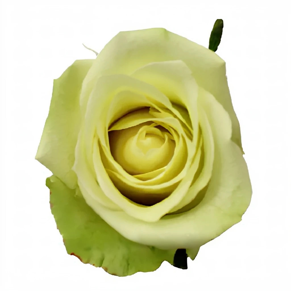 Jade Roses Standard - alternative 3