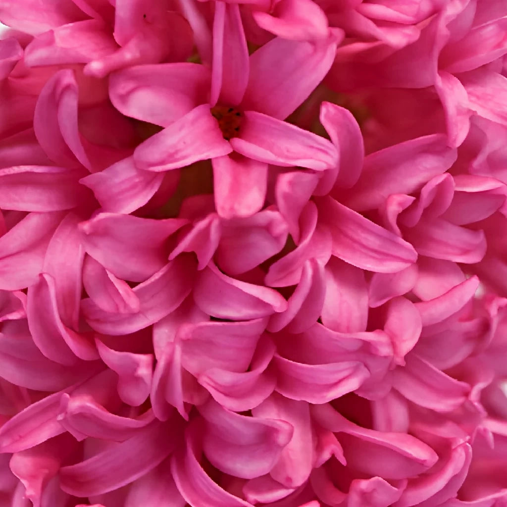 Pink Hot Hyacinth - alternative 1