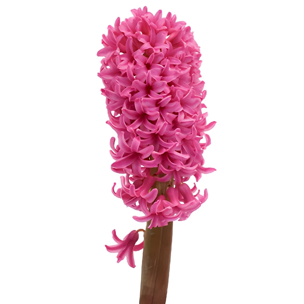 Pink Hot Hyacinth - main
