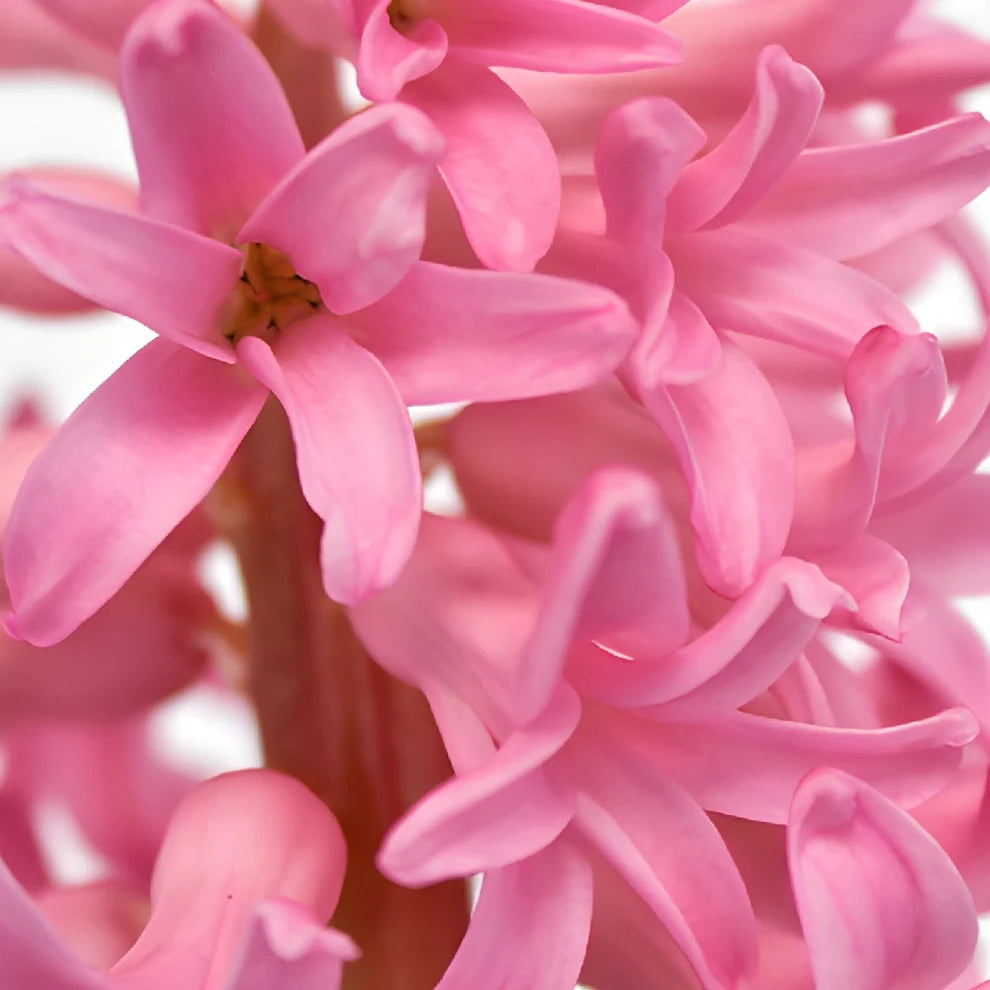 Pink Hyacinth - alternative 1