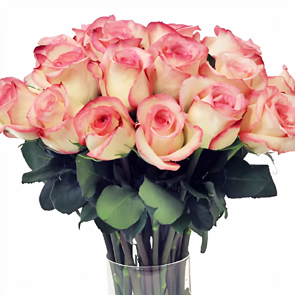 Joyce Roses Standard - main