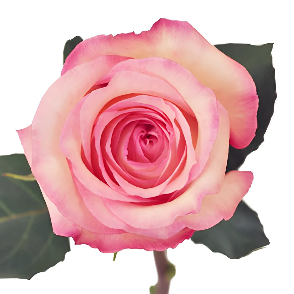 Joyce Roses Standard - alternative 4