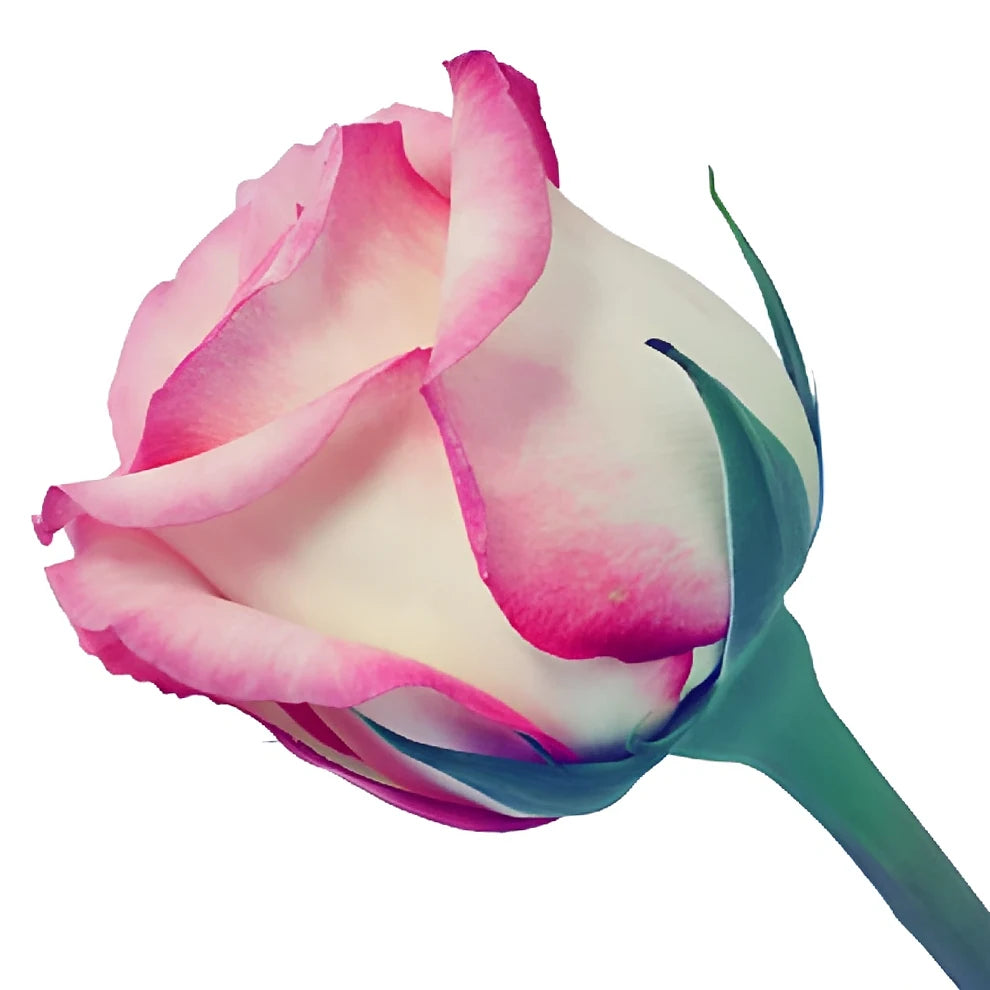 Joyce Roses Standard - alternative 3