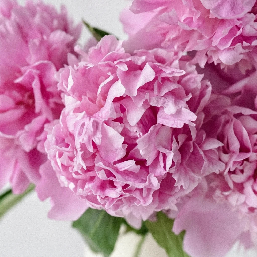 Jules Elie Peonies - main