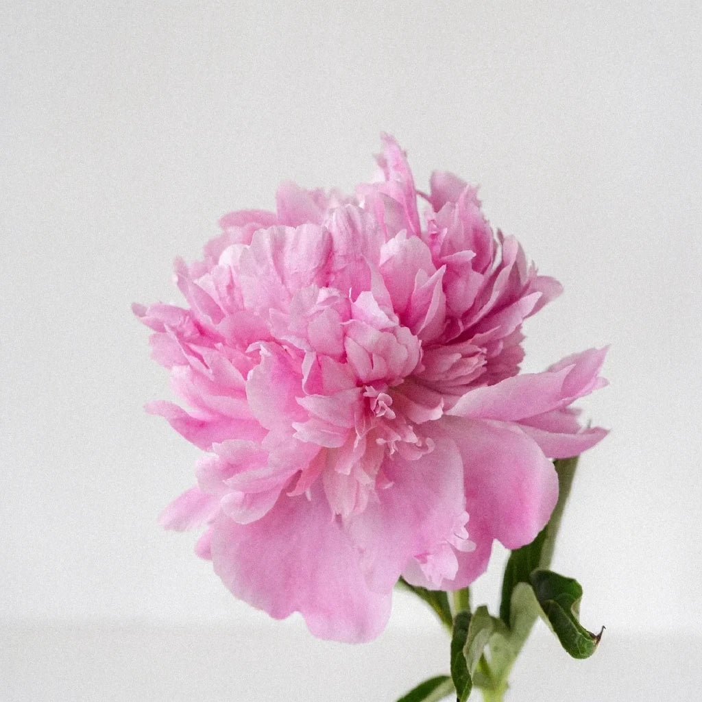 Jules Elie Peonies - alternative 2