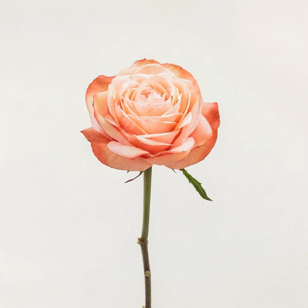 Kahala Roses Standard - alternative 1
