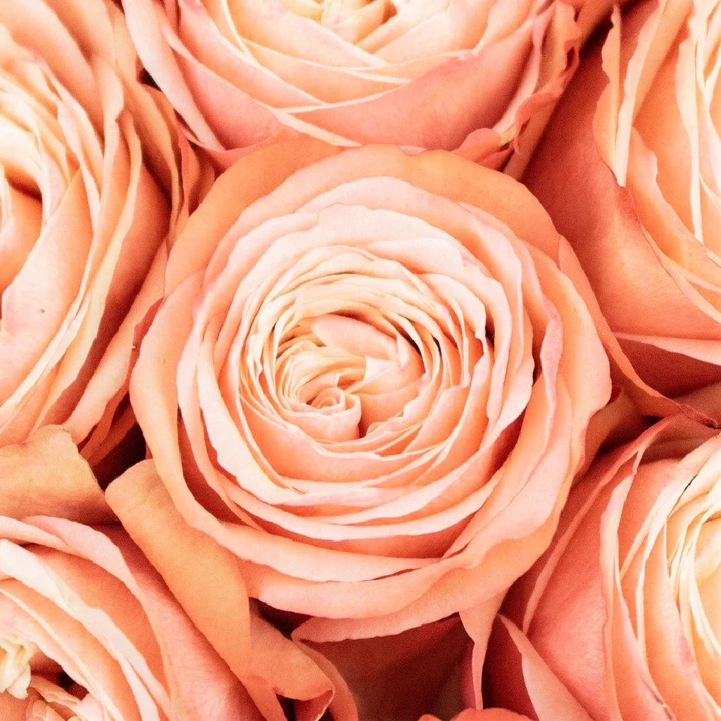 Kahala Roses Standard - main