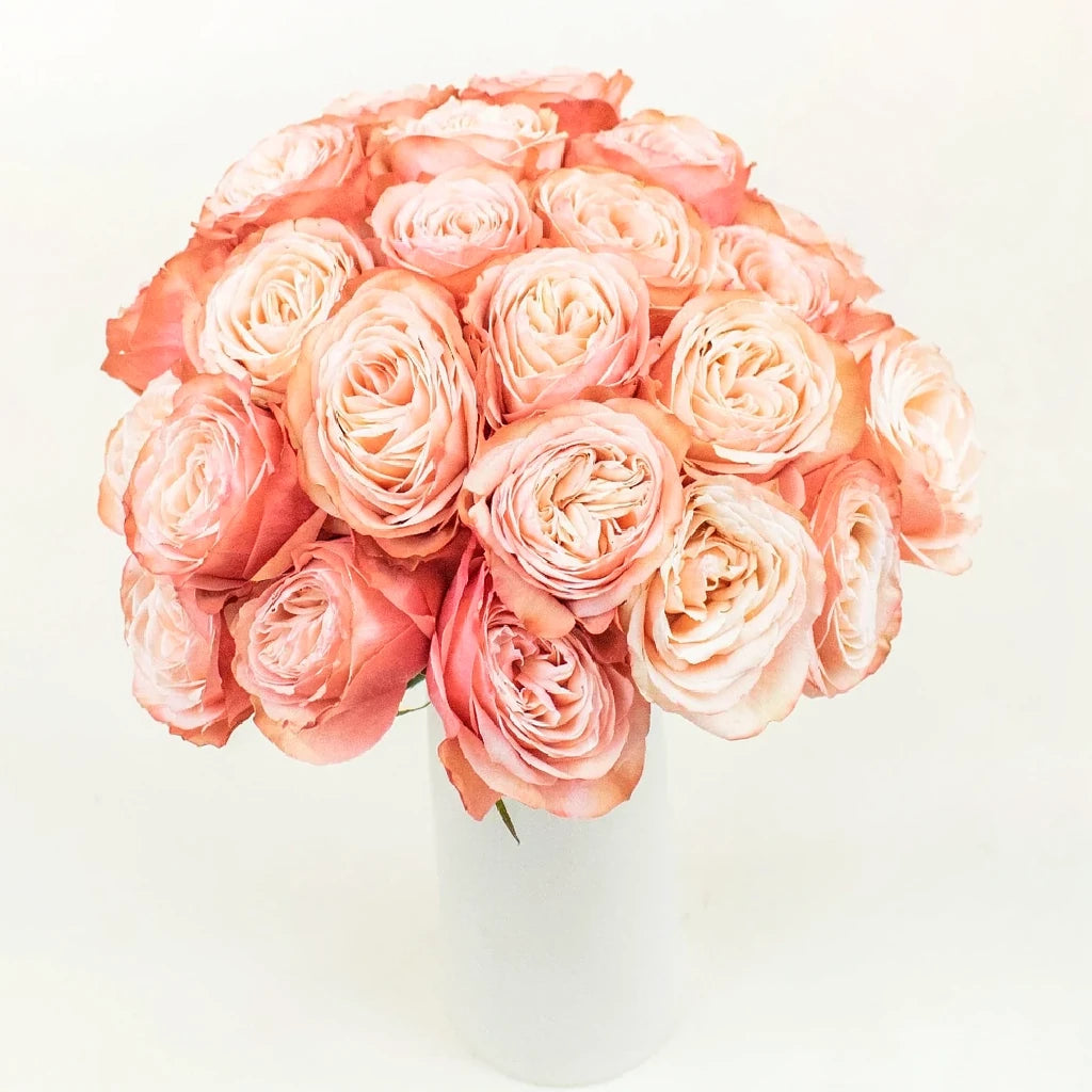 Kahala Roses Standard - alternative 2