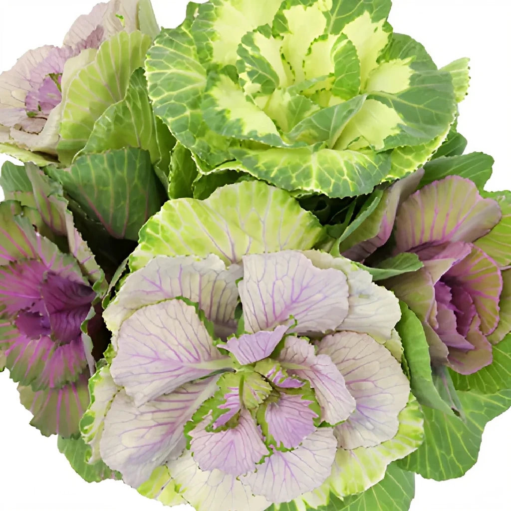 Assorted Kale - alternative 1