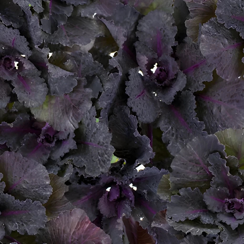 Black Kale - alternative 1