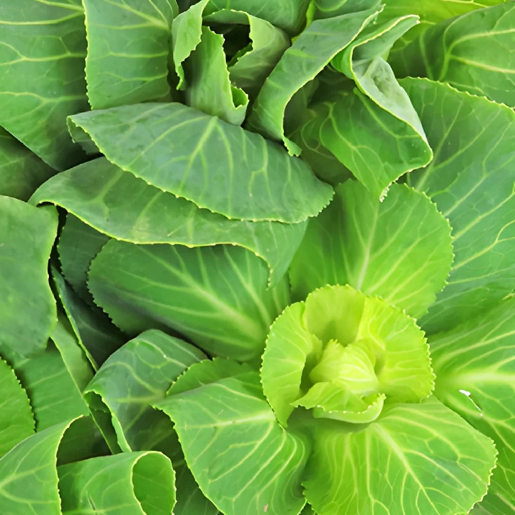 Green Kale - alternative 2