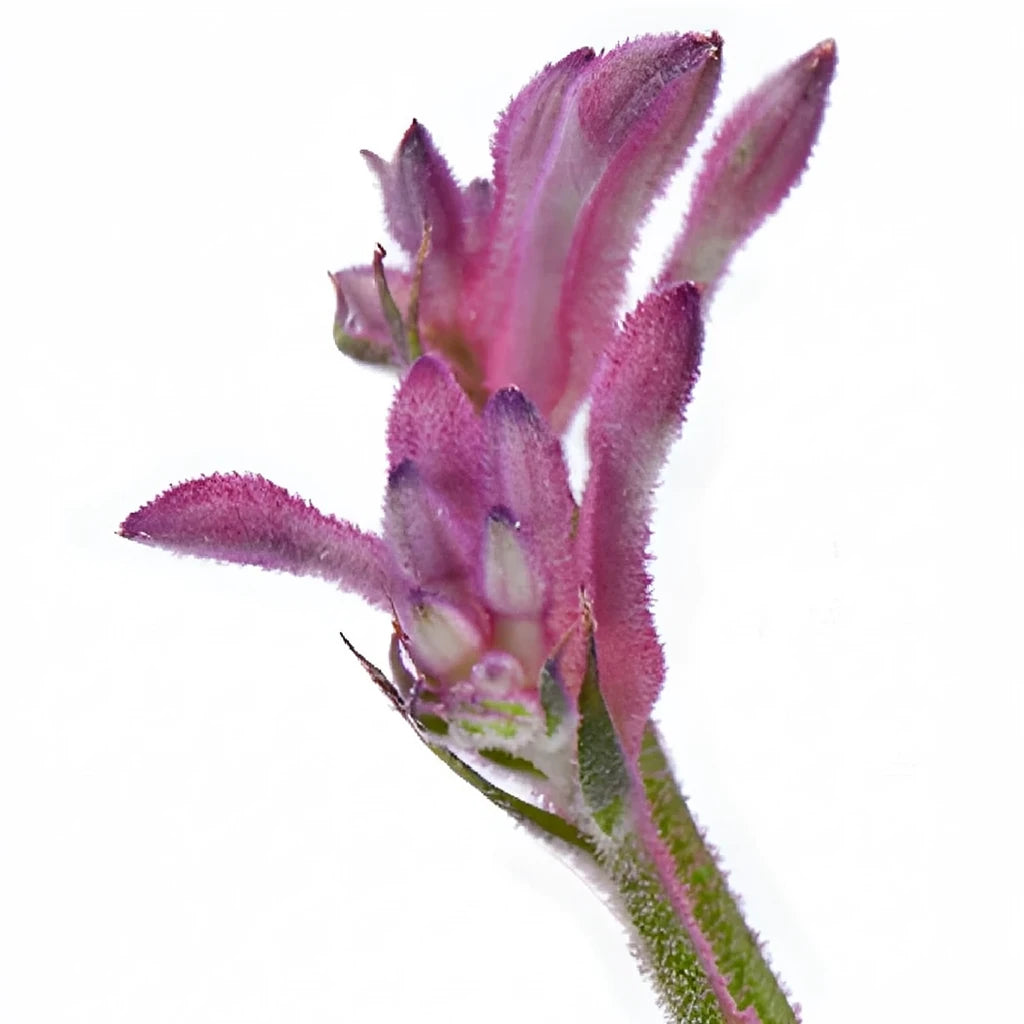Pink Kangaroo Paw - alternative 2