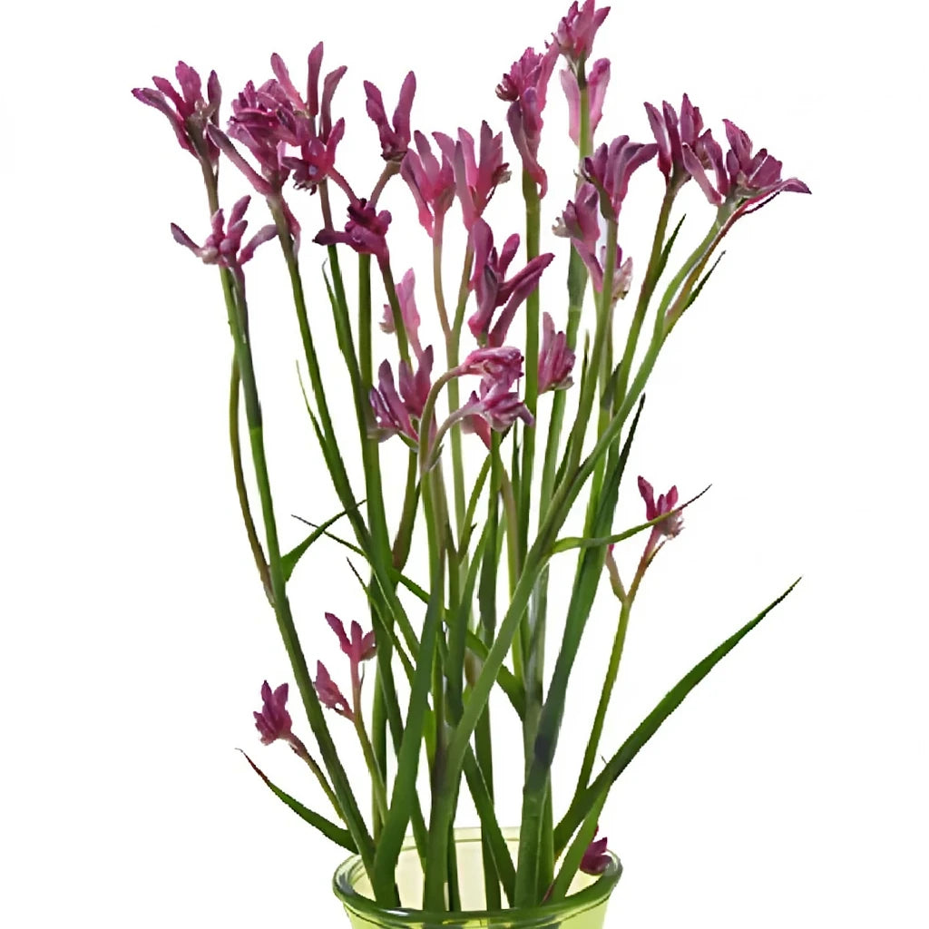 Pink Kangaroo Paw - alternative 1