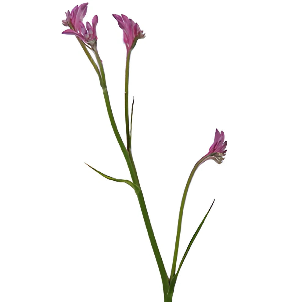 Pink Kangaroo Paw - main