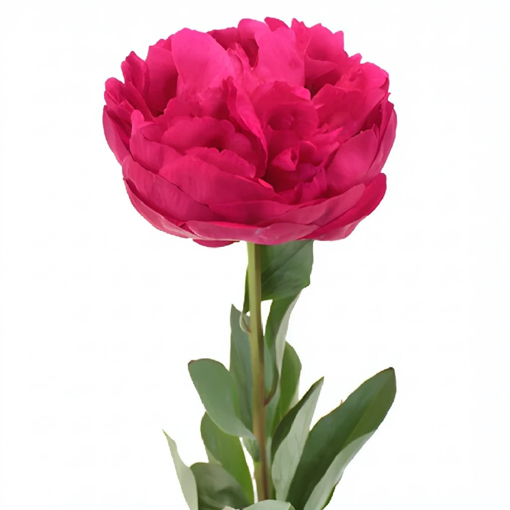 Mother's Choice Peonies - main