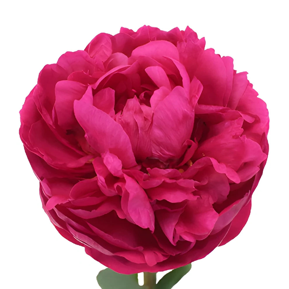 Mother's Choice Peonies - alternative 3