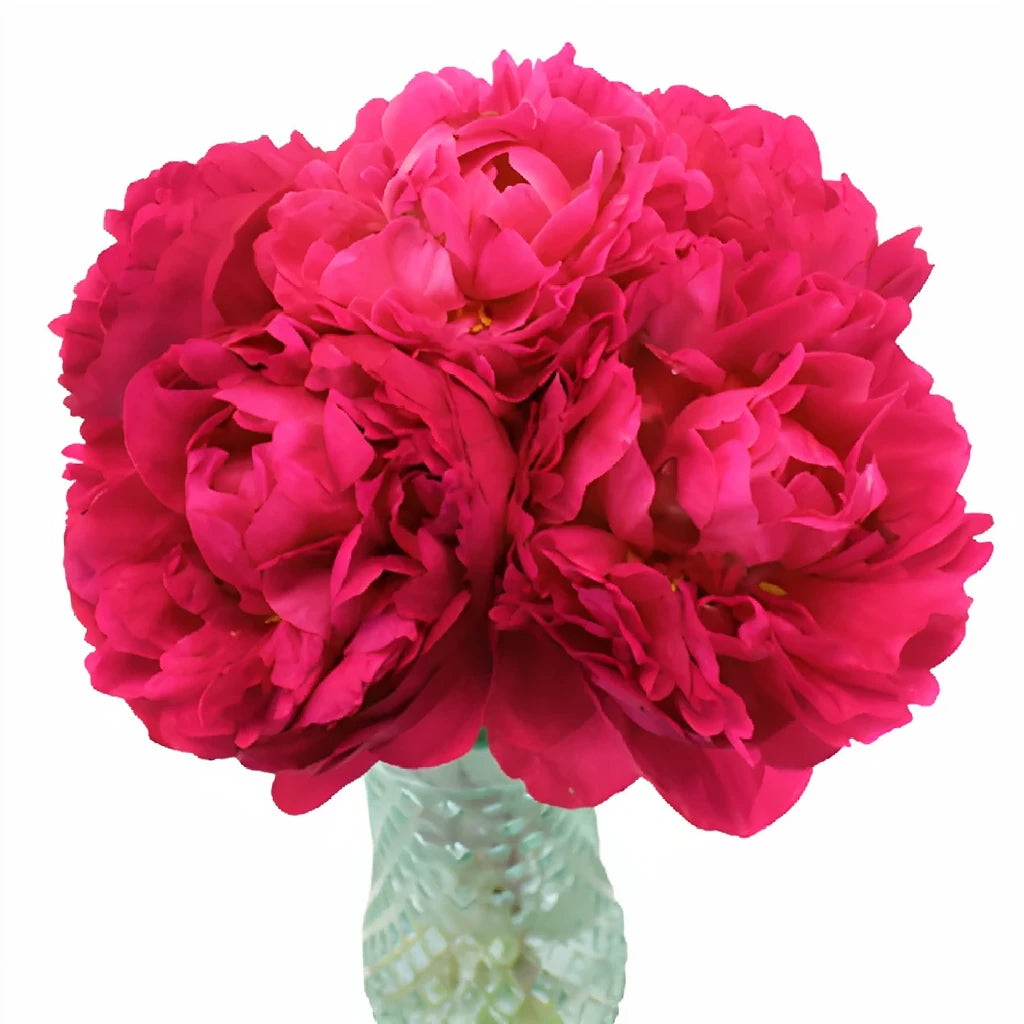 Mother's Choice Peonies - alternative 1