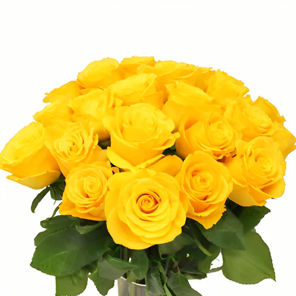 Kerio Roses Standard - main
