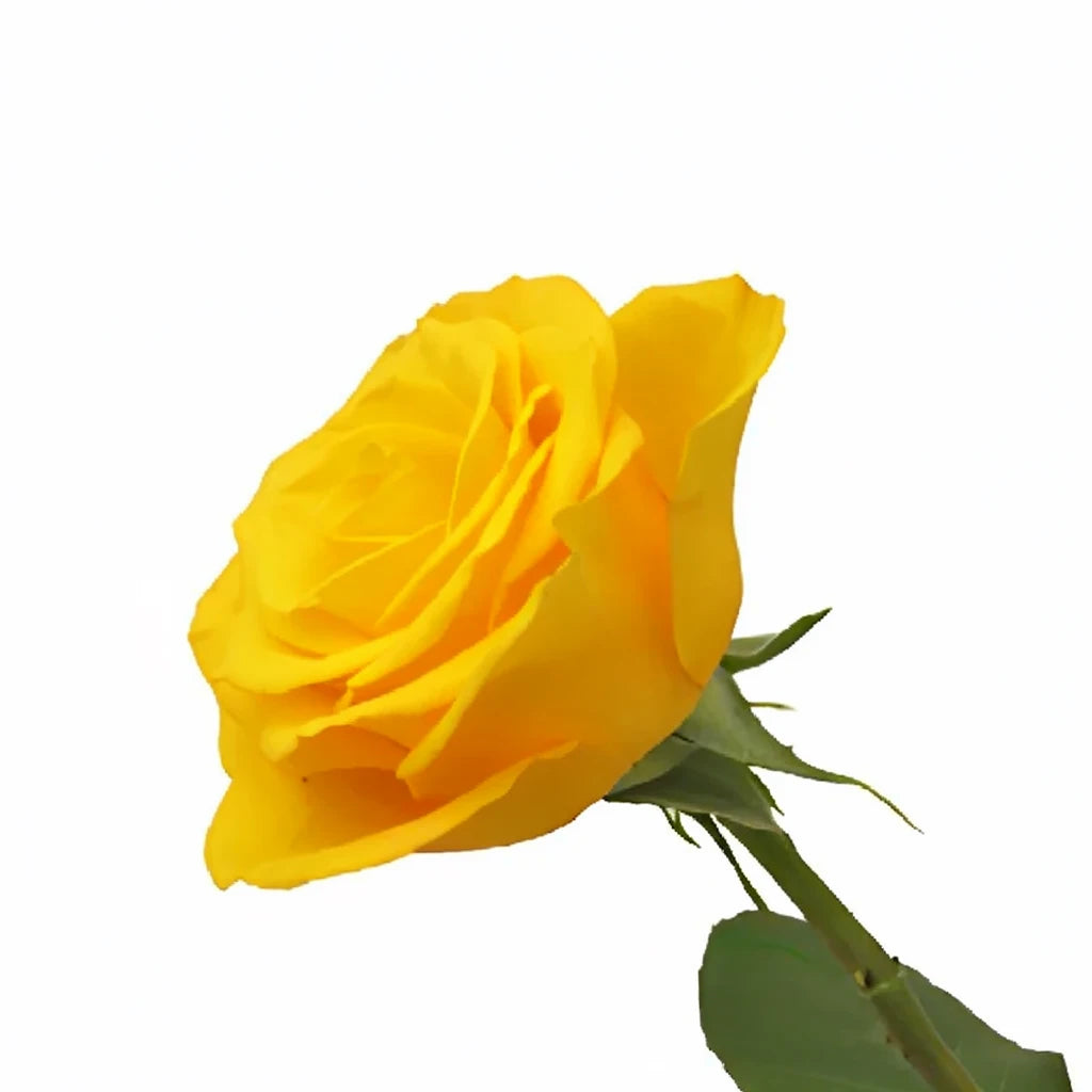 Kerio Roses Standard - alternative 2
