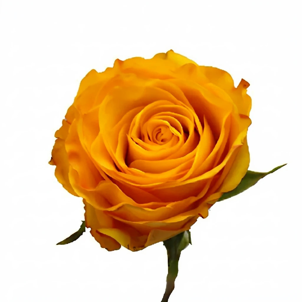 Kerio Roses Standard - alternative 1