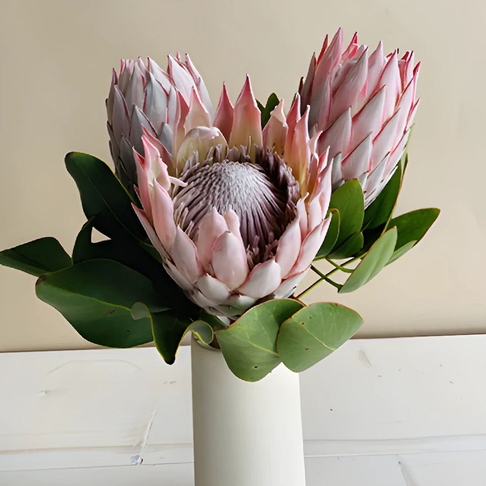 King Protea Tropicals - alternative 2