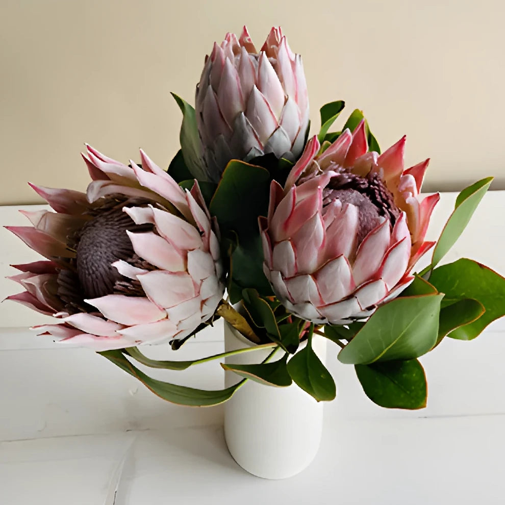 King Protea Tropicals - alternative 3
