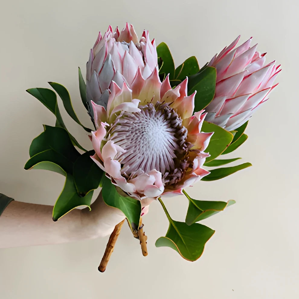King Protea Tropicals - alternative 1