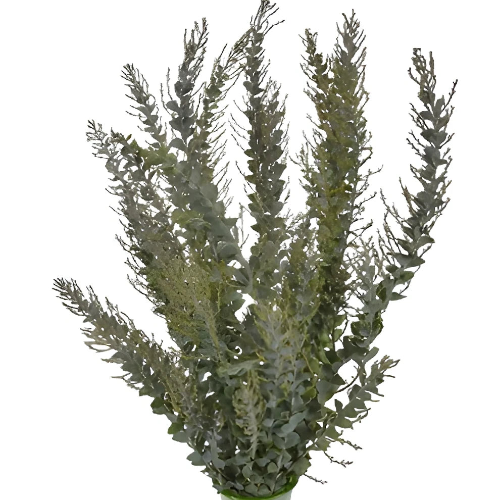 Acacia Greenery - alternative 2