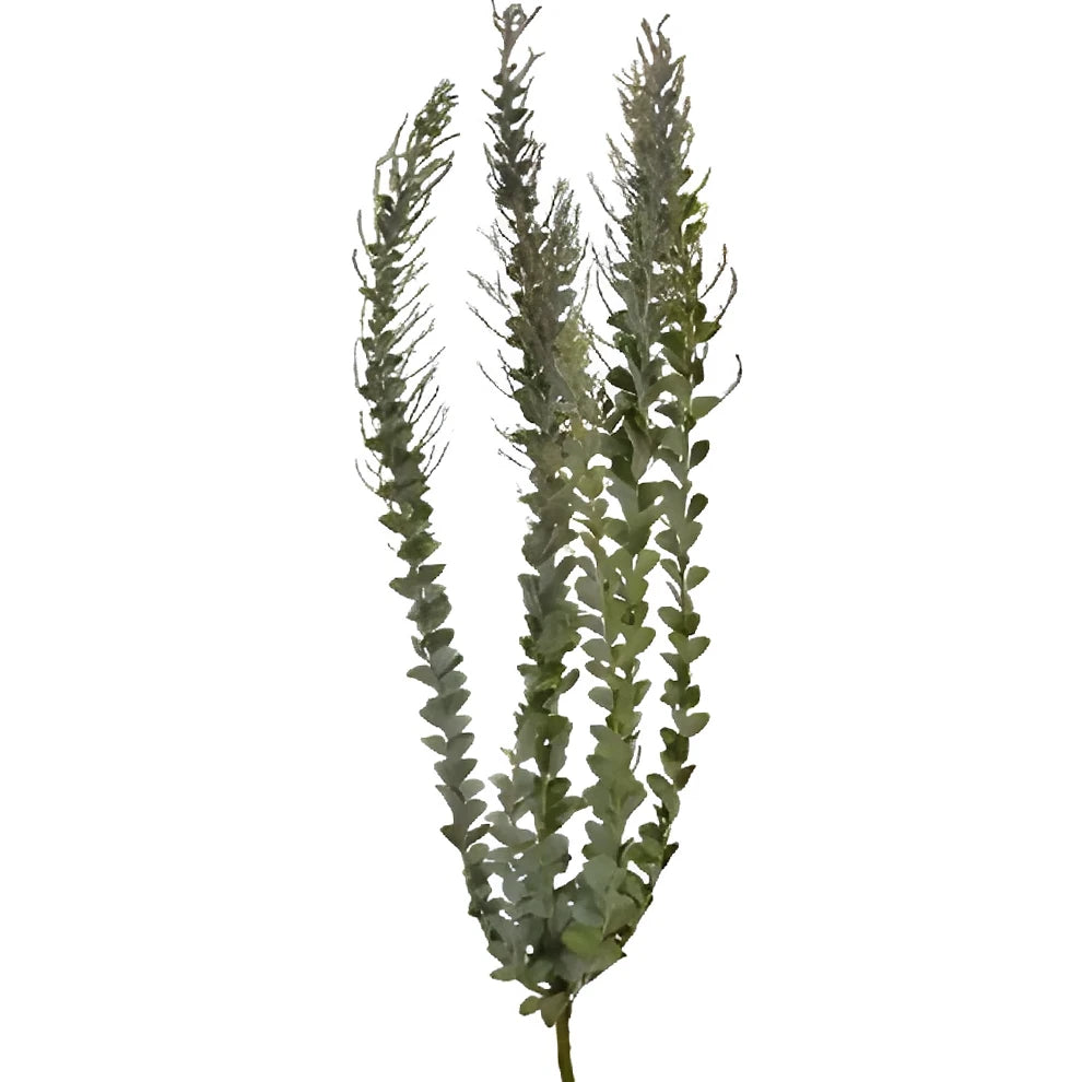 Acacia Greenery - main