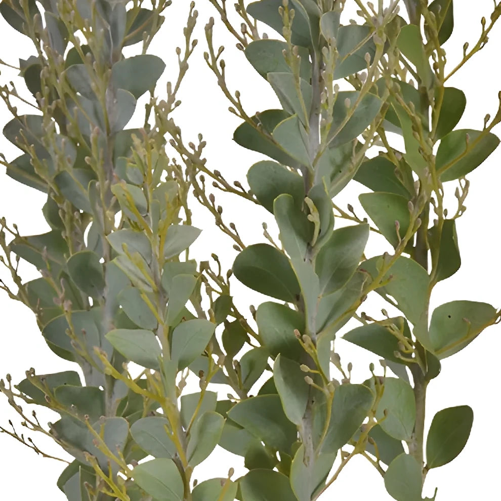 Acacia Greenery - alternative 3