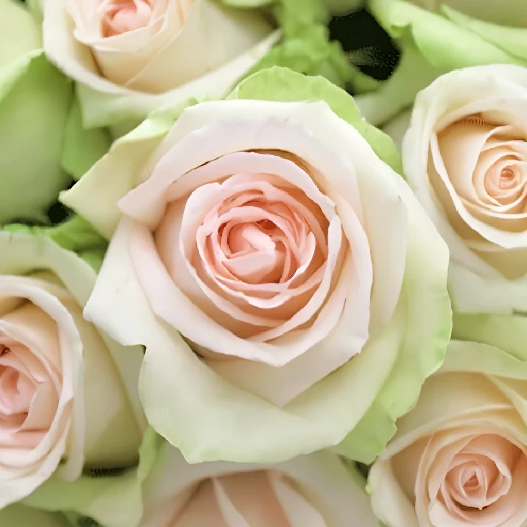 La Perla Roses Standard - alternative 1