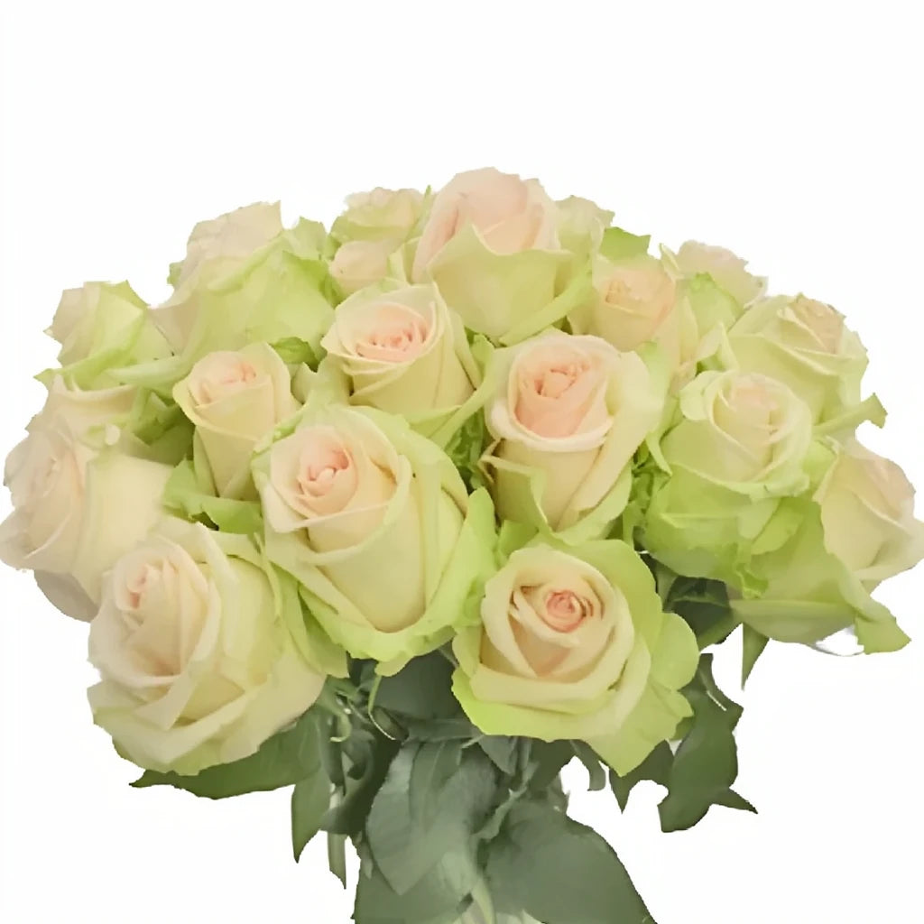 La Perla Roses Standard - alternative 2