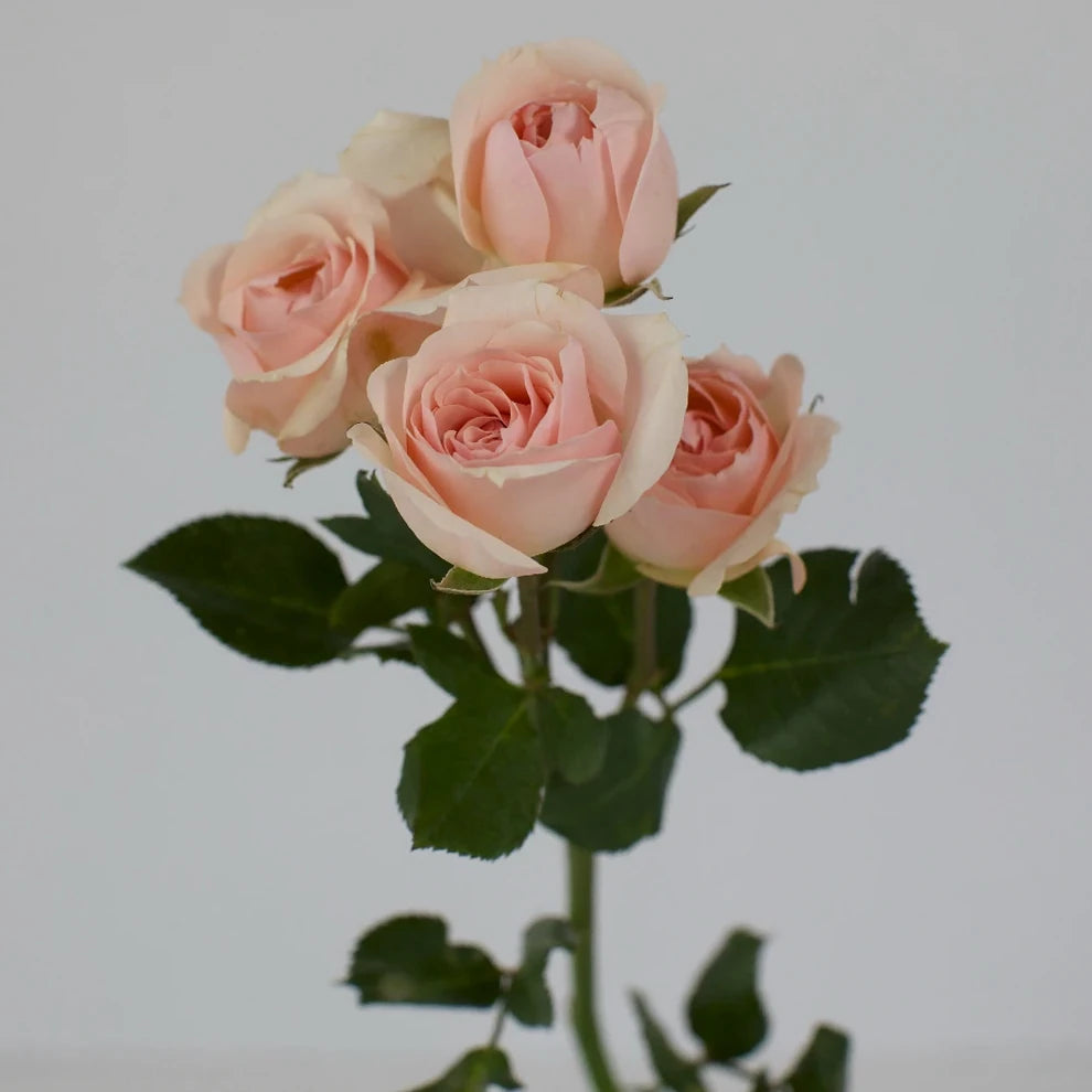 Pink Irishka Roses Spray - alternative 2
