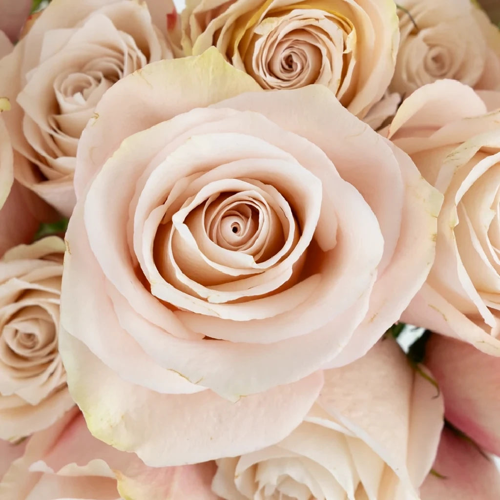 Lady Eva Roses Standard - main