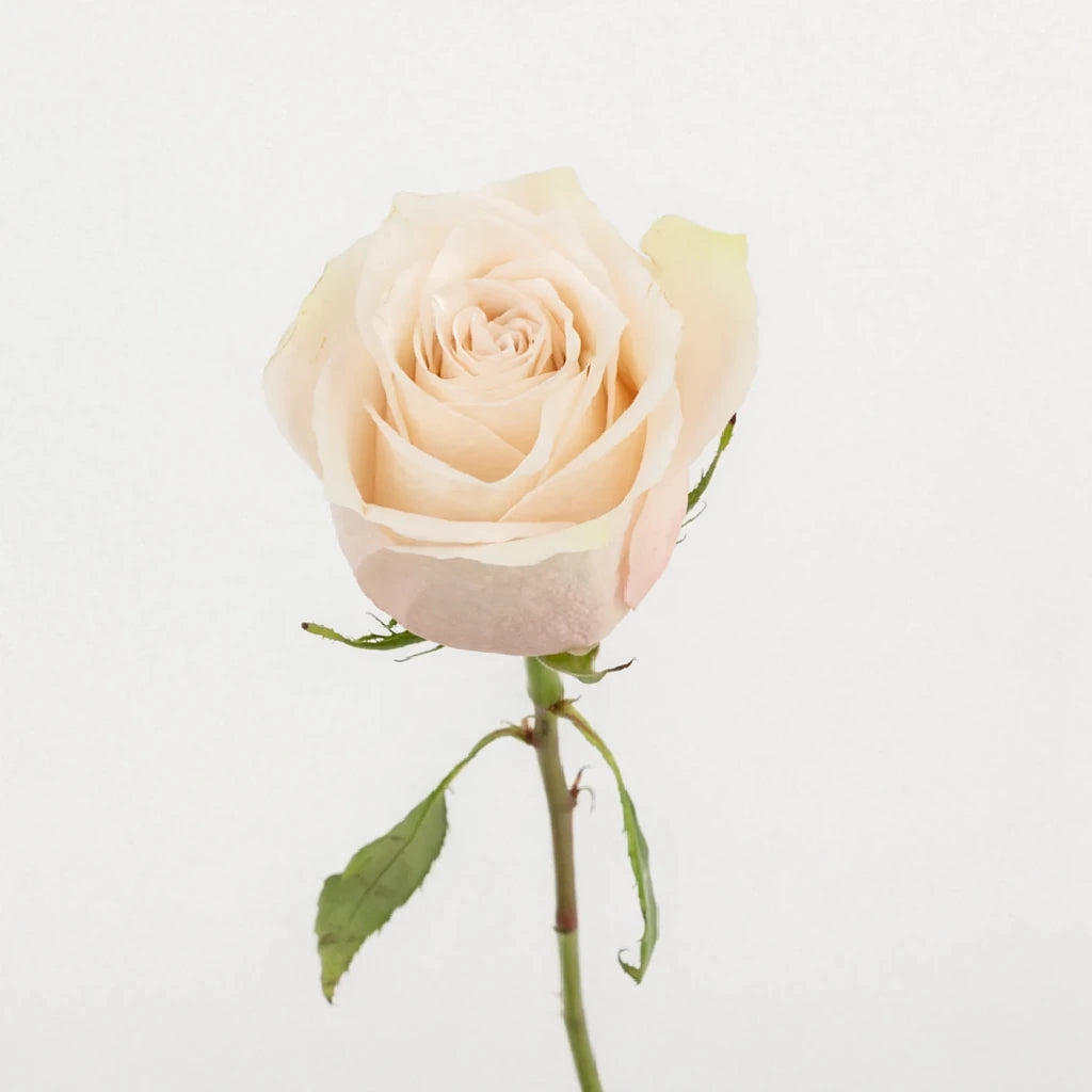 Lady Eva Roses Standard - alternative 1