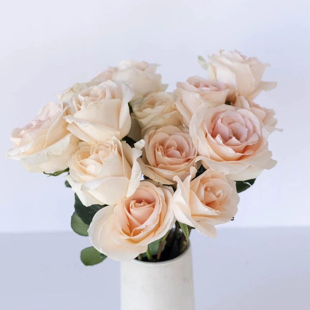 Lady Jane Roses Standard - alternative 1