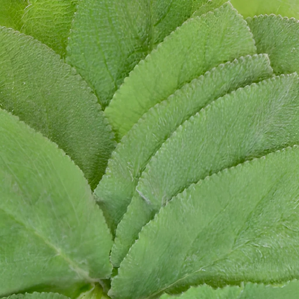 Lambs Ear Greenery - alternative 1
