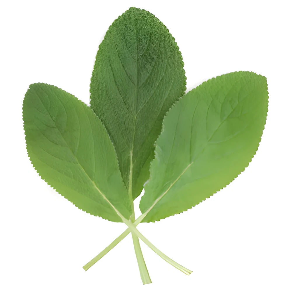 Lambs Ear Greenery - main