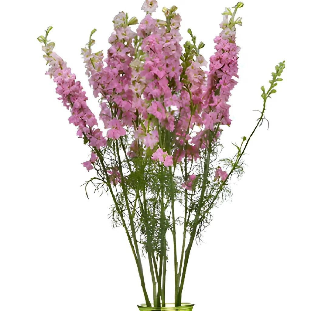 Pink Light Larkspur - alternative 2