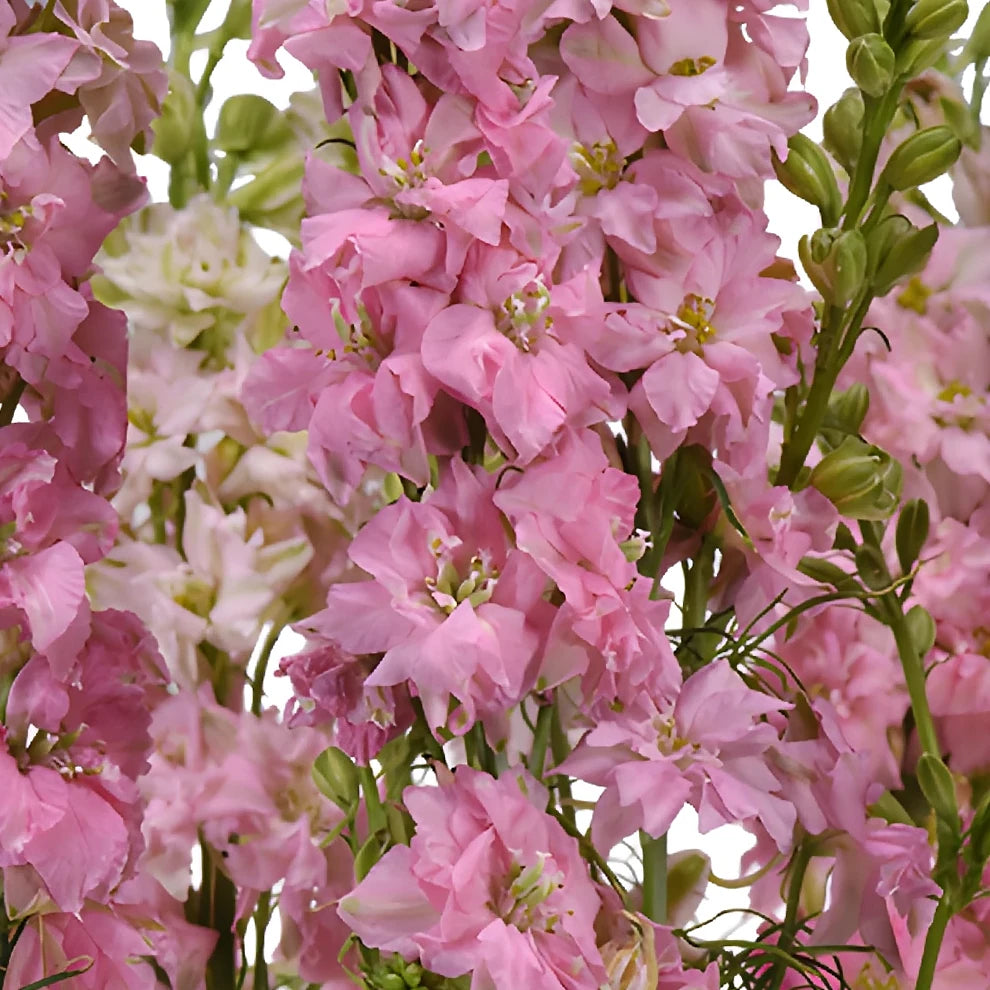 Pink Light Larkspur - main