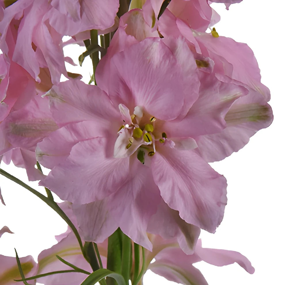 Pink Light Larkspur - alternative 1