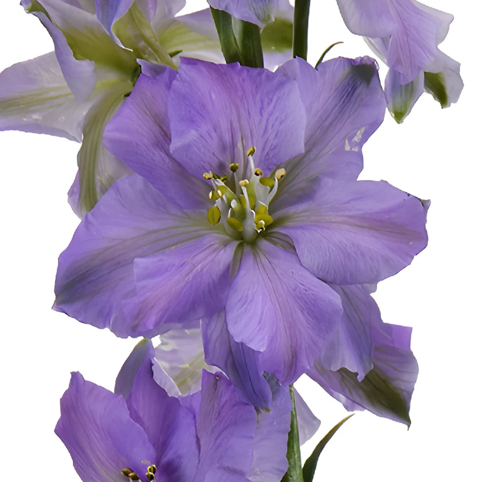 Lavender Larkspur - main