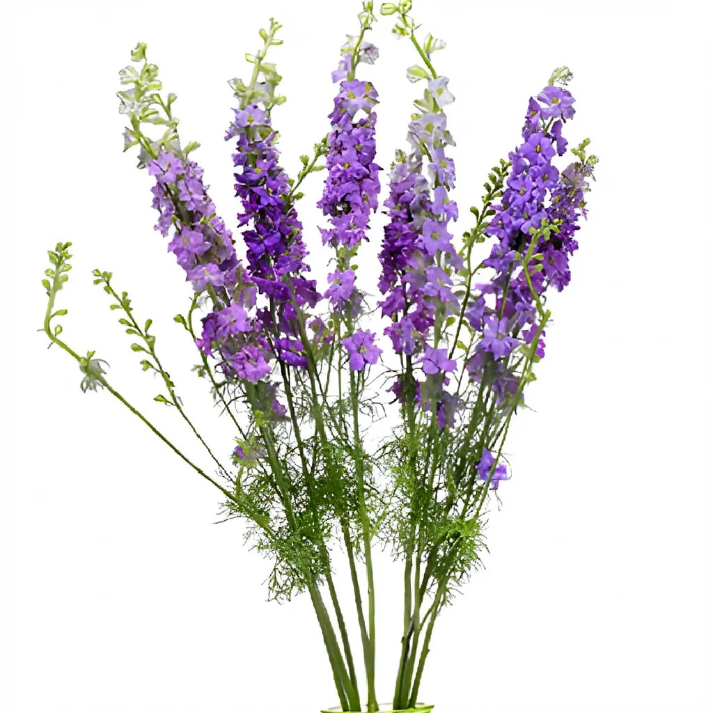 Lavender Larkspur - alternative 3