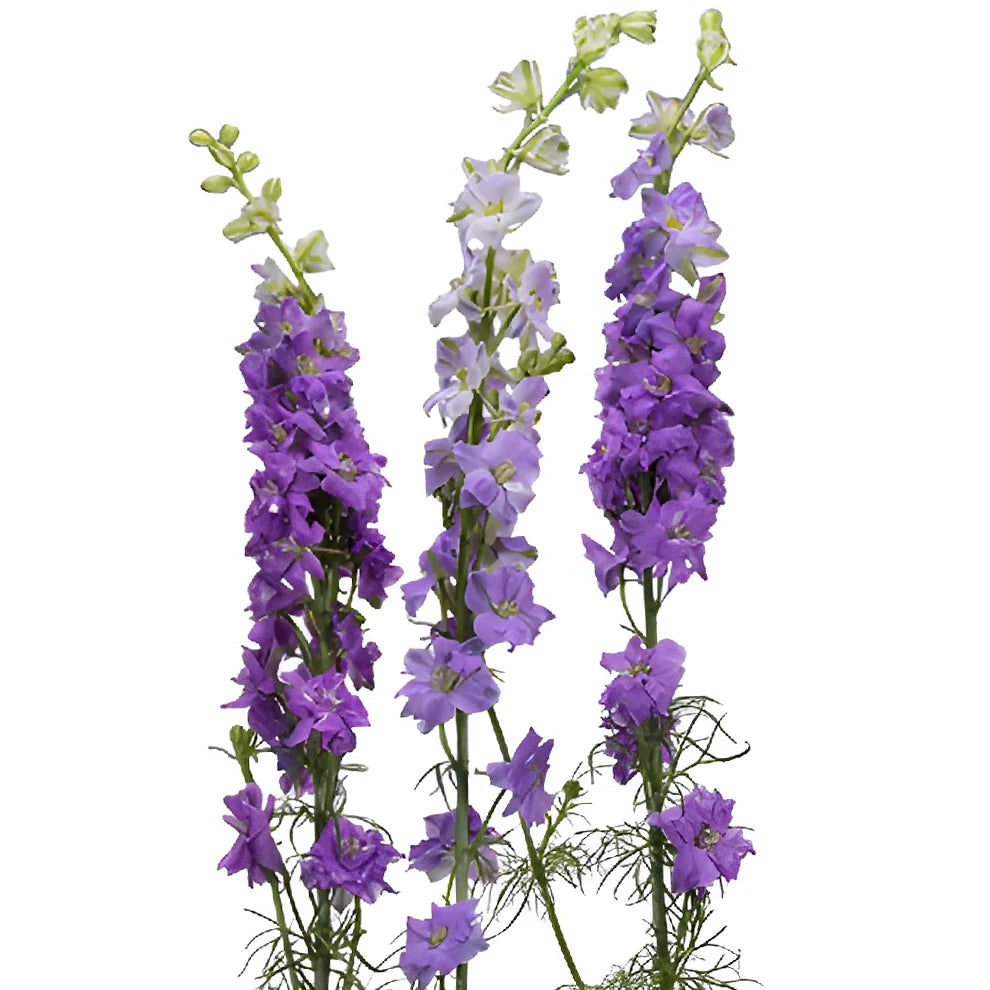 Lavender Larkspur - alternative 2