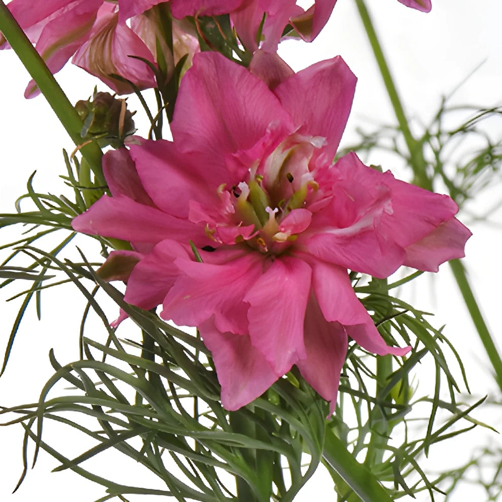 Pink Hot Larkspur - main