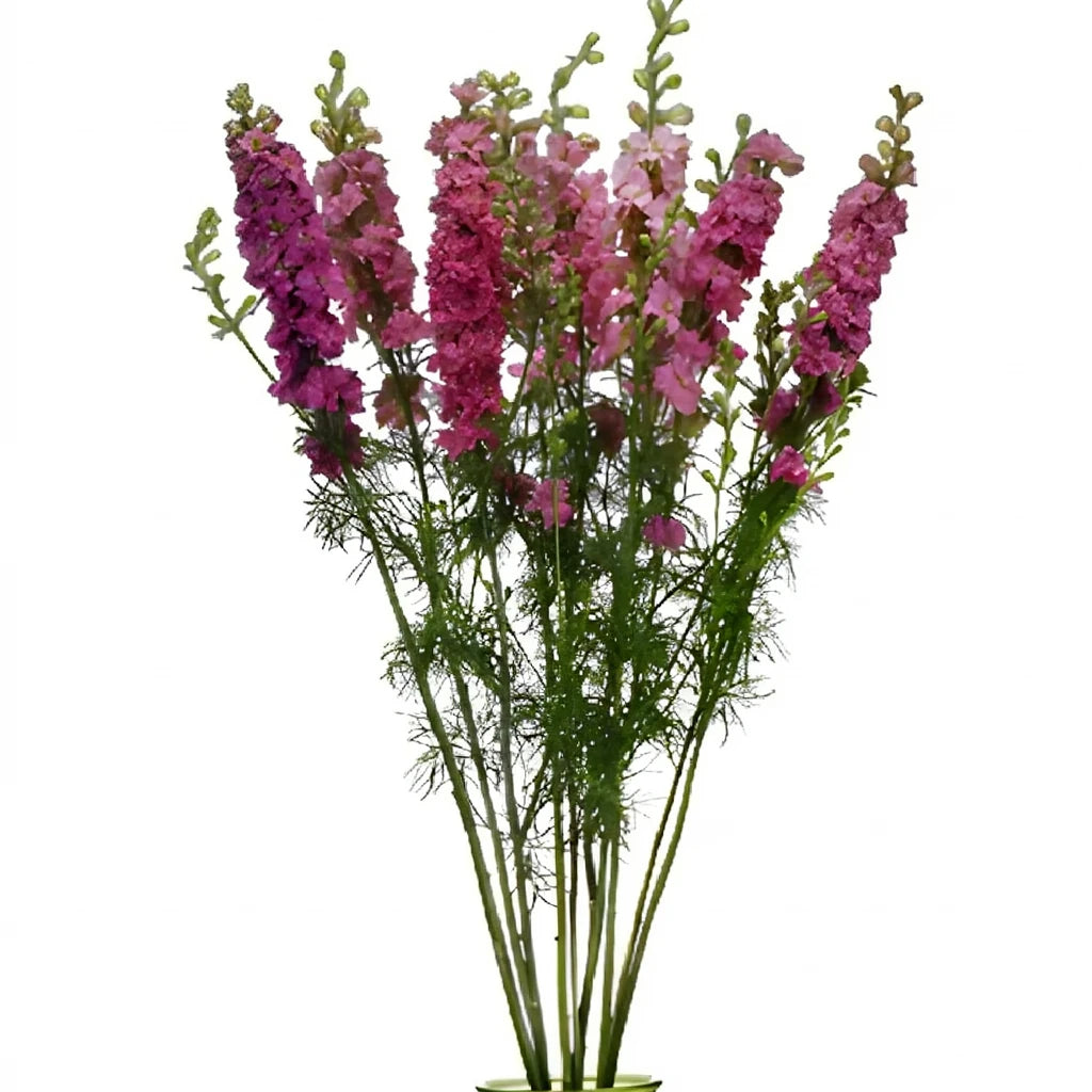 Pink Larkspur - main