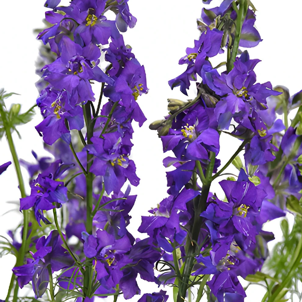 Purple Larkspur - main