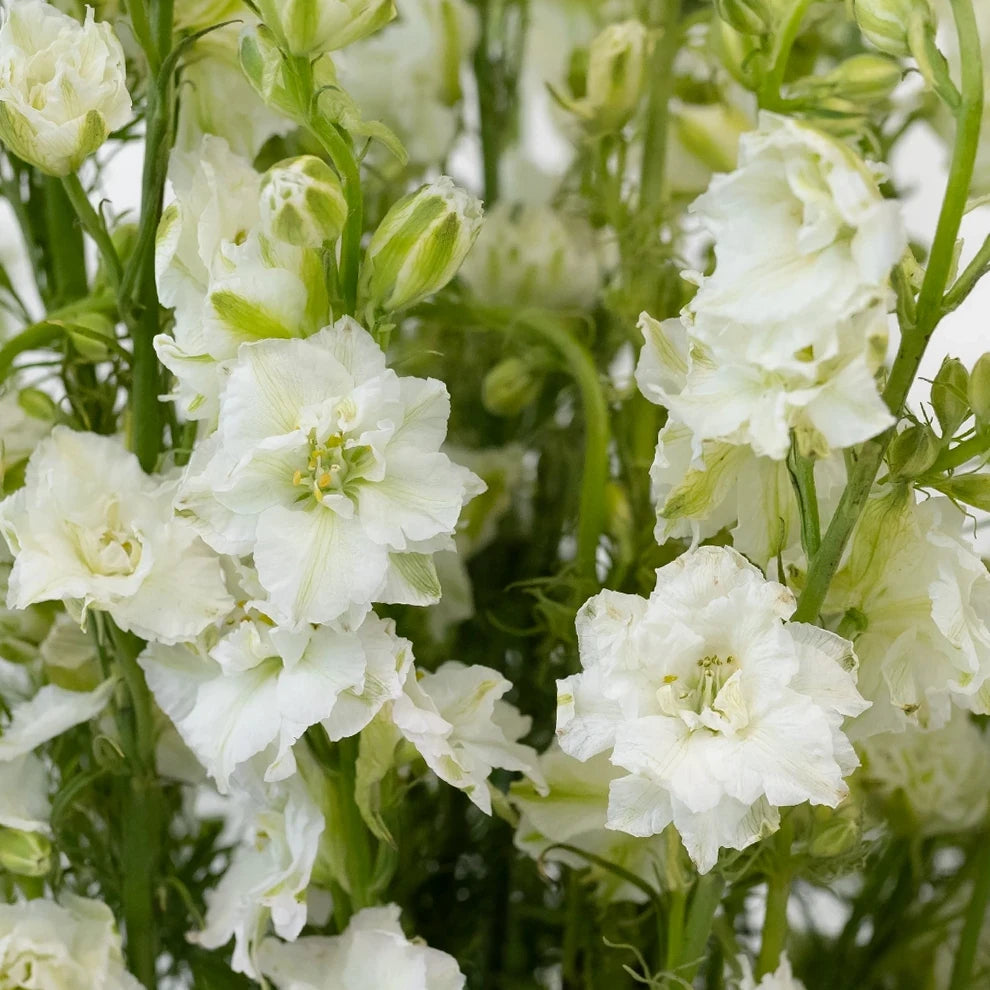 White Larkspur - alternative 1