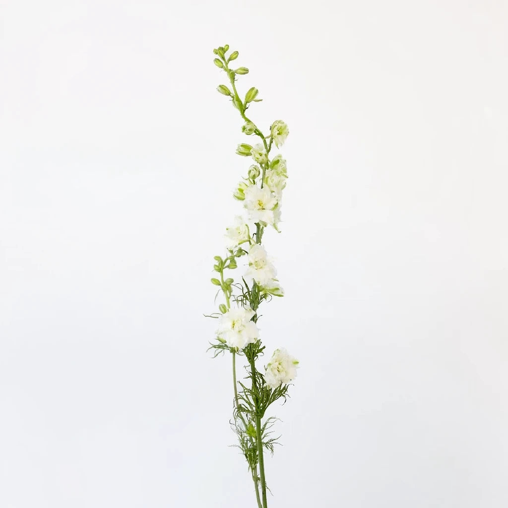 White Larkspur - main